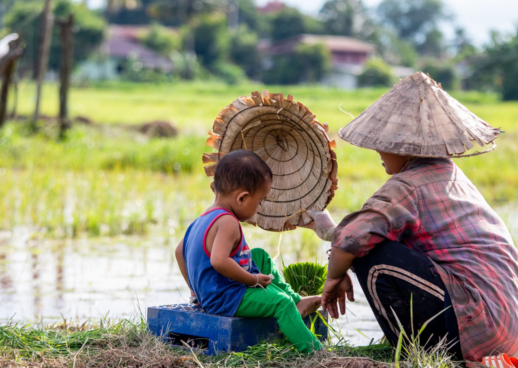 Laos - praca w polu, rolinicy, zbiory ryżu (2).jpg